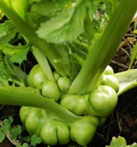莖瘤芥兒菜全攻略：從種植到食用的完整指南與常見問題解答