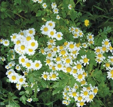 誰不能吃洋甘菊 誰不能吃洋甘菊