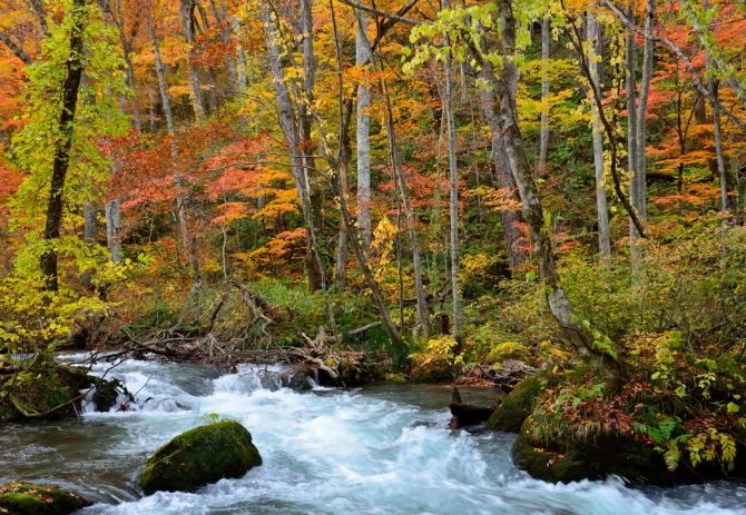奧入瀨溪流巴士