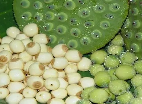 蓮子心不良反應 蓮子心不良反應