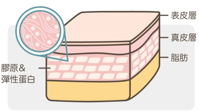 皮膚膠原蛋白流失