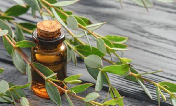 尤加利精油毒性