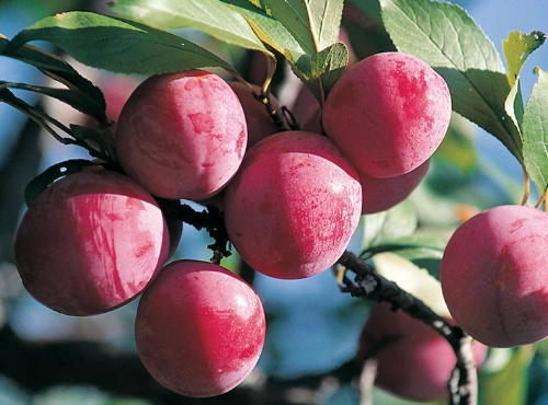 櫻桃李營養價值