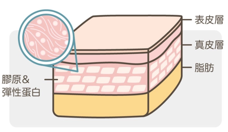 膠原蛋白補充方法 膠原蛋白補充方法