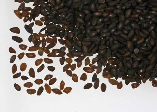 車前子安全使用