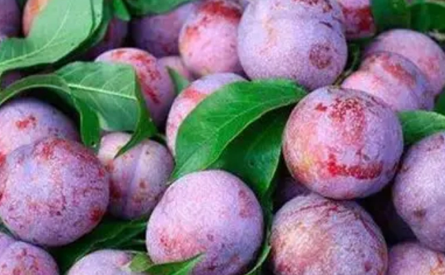 李子過量副作用