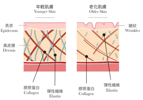 乾燥肌膚保養 乾燥肌膚保養