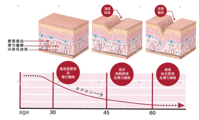 膠原蛋白補充方法 膠原蛋白補充方法