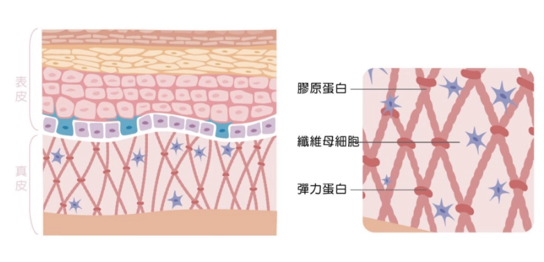 乾燥肌膚保養 乾燥肌膚保養