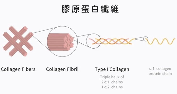 膠原蛋白保養品