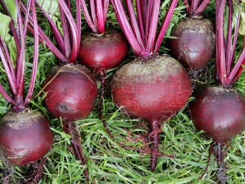 甜菜根食用風險