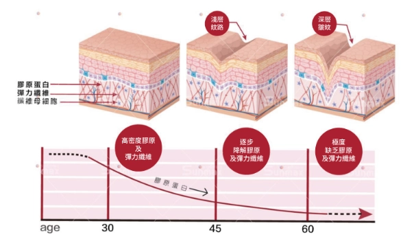膠原蛋白補充方法