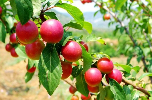 櫻桃李健康益處