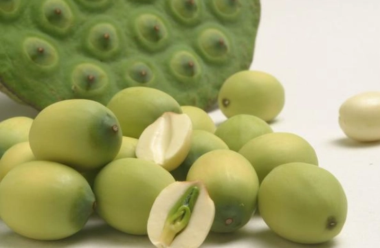 蓮子心副作用 蓮子心副作用