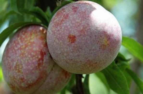 酸李子催熟技巧