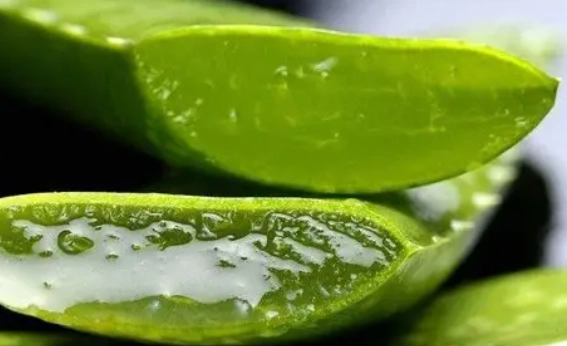 芦荟副作用