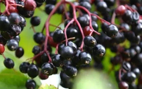 接骨木莓副作用