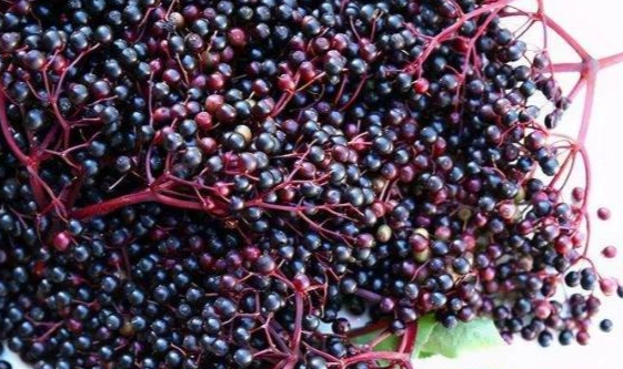 接骨木莓注意事項 接骨木莓注意事項