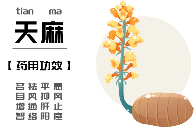 天麻素作用 天麻素作用