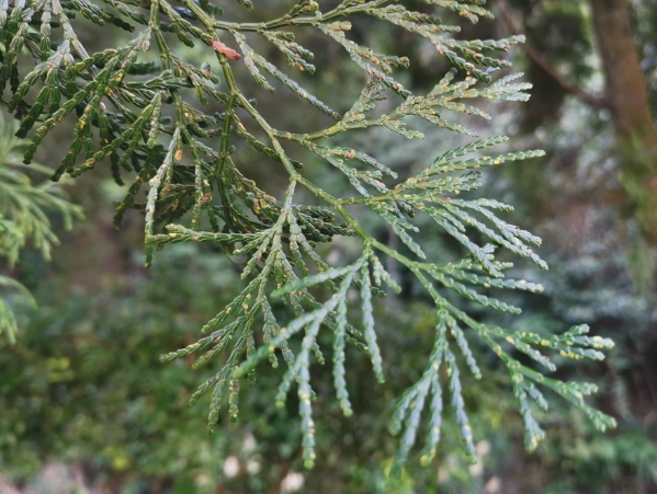 肖楠樹 養護技巧 肖楠樹 養護技巧