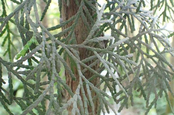 台灣肖楠木材 台灣肖楠木材