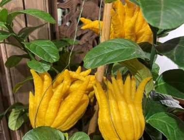 佛手柑茶製作方法 佛手柑茶製作方法