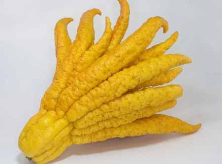 自製佛手柑茶 自製佛手柑茶