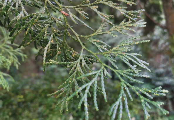 台灣肖楠木材 台灣肖楠木材