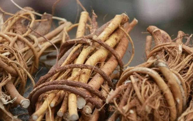 五指毛桃禁忌 五指毛桃禁忌