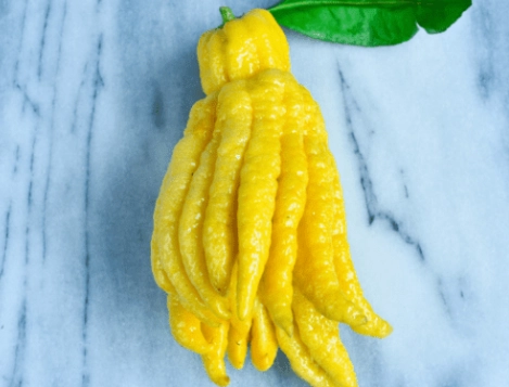 自製佛手柑茶 自製佛手柑茶