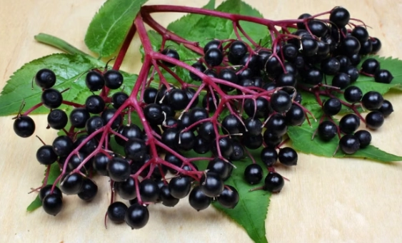 接骨木莓副作用 接骨木莓副作用