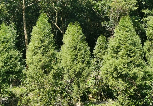 台灣肖楠種植 台灣肖楠種植