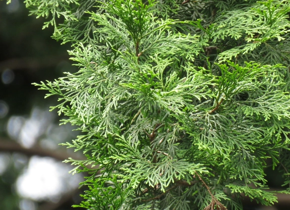 台灣肖楠木材 台灣肖楠木材