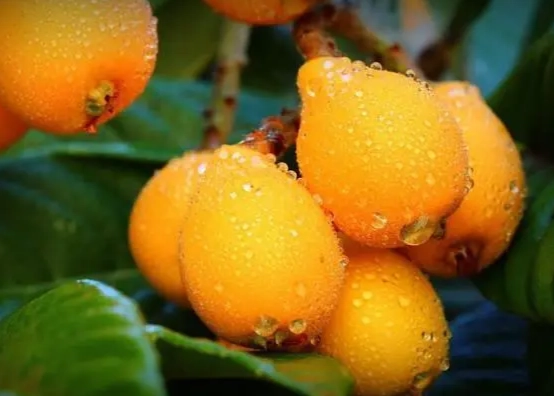 枇杷食用方法 枇杷食用方法