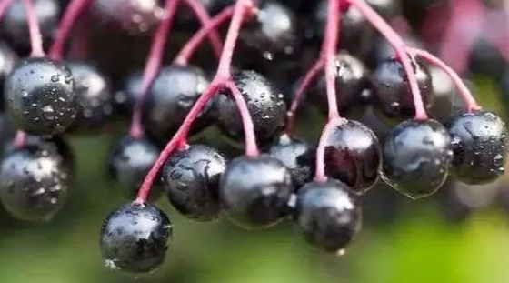 接骨木莓副作用 接骨木莓副作用