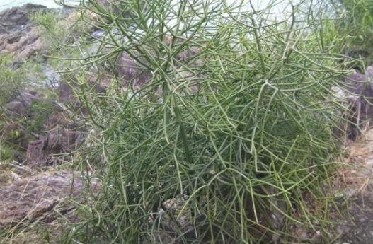 珊瑚草食用方法 珊瑚草食用方法