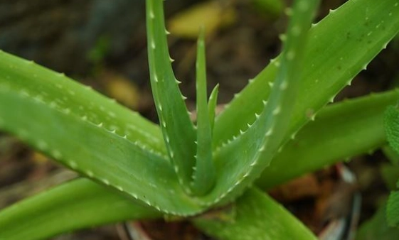 蘆薈凝膠副作用