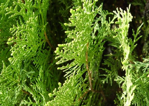 台灣肖楠種植 台灣肖楠種植