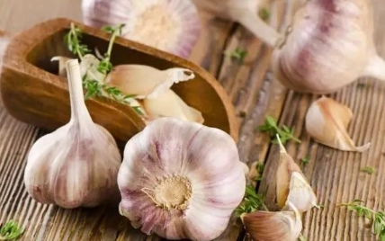 大蒜精禁忌人群