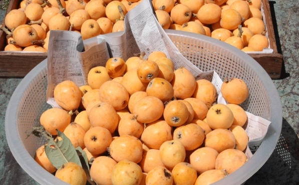 枇杷營養價值 枇杷營養價值