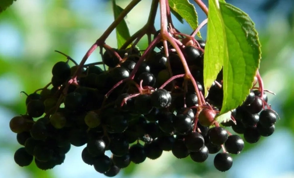 接骨木莓注意事項 接骨木莓注意事項