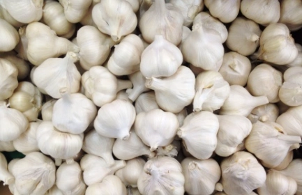 大蒜精禁忌人群