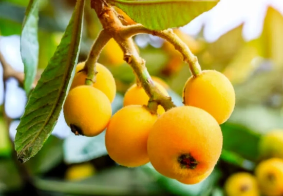 枇杷營養價值 枇杷營養價值