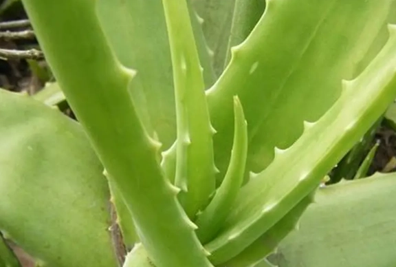 芦荟功效