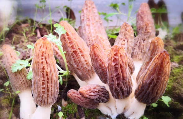 糖尿病菇類食物 糖尿病菇類食物