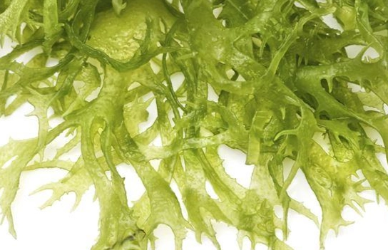 珊瑚草功效 珊瑚草功效