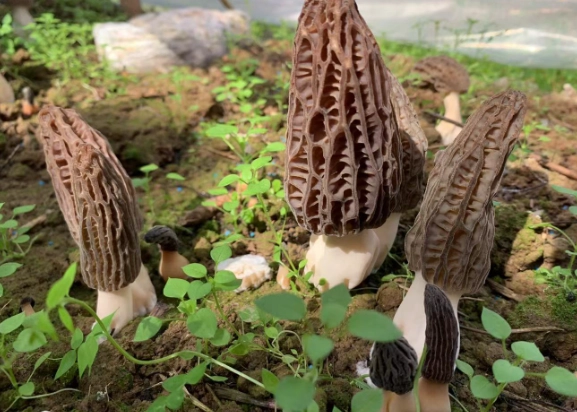 糖尿病菇類食物 糖尿病菇類食物