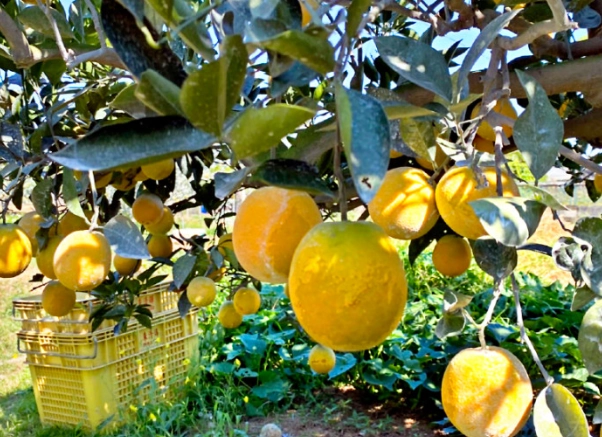 柳丁產期 柳丁產期