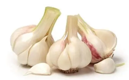 大蒜精禁忌人群