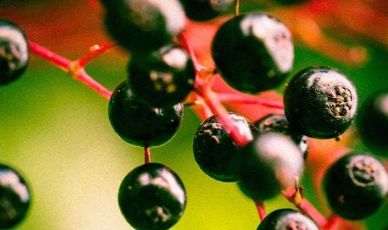 接骨木莓副作用 接骨木莓副作用